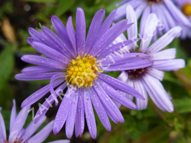 Hvězdnice keříčkovitá 'Lady in Blue' - Aster dumosus 'Lady in Blue'