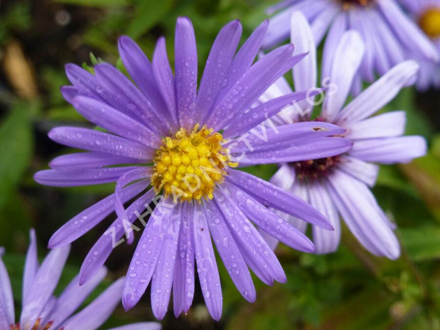 Hvězdnice keříčkovitá 'Lady in Blue' - Aster dumosus 'Lady in Blue'