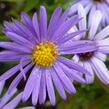 Hvězdnice keříčkovitá 'Lady in Blue' - Aster dumosus 'Lady in Blue'