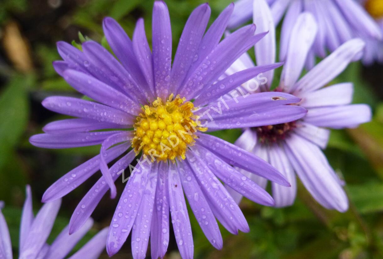 Hvězdnice keříčkovitá 'Lady in Blue' - Aster dumosus 'Lady in Blue'