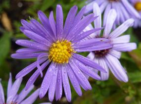 Hvězdnice keříčkovitá 'Lady in Blue' - Aster dumosus 'Lady in Blue'