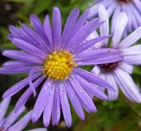 Hvězdnice keříčkovitá 'Lady in Blue' - Aster dumosus 'Lady in Blue'