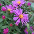 Hvězdnice keříčkovitá 'Kassel' - Aster dumosus 'Kassel'