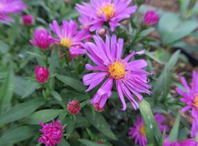 Hvězdnice keříčkovitá 'Kassel' - Aster dumosus 'Kassel'