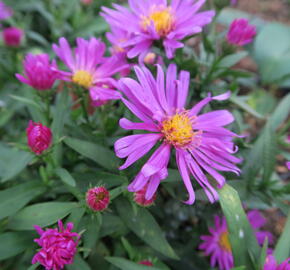 Hvězdnice keříčkovitá 'Kassel' - Aster dumosus 'Kassel'