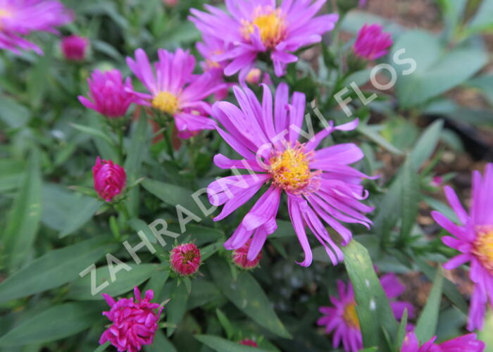Hvězdnice keříčkovitá 'Kassel' - Aster dumosus 'Kassel'