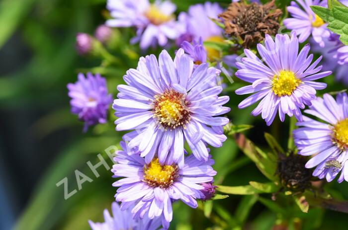 Hvězdnice keříčkovitá 'Ilse Brenssell' - Aster dumosus 'Ilse Brenssell'