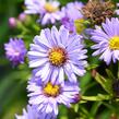 Hvězdnice keříčkovitá 'Ilse Brenssell' - Aster dumosus 'Ilse Brenssell'