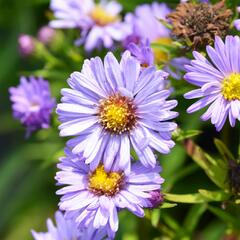 Hvězdnice keříčkovitá 'Ilse Brenssell' - Aster dumosus 'Ilse Brenssell'