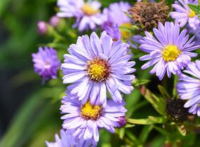 Hvězdnice keříčkovitá 'Ilse Brenssell' - Aster dumosus 'Ilse Brenssell'