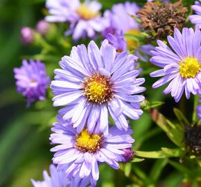 Hvězdnice keříčkovitá 'Ilse Brenssell' - Aster dumosus 'Ilse Brenssell'