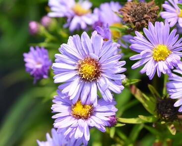 Hvězdnice keříčkovitá 'Ilse Brenssell'