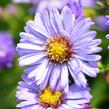 Hvězdnice keříčkovitá 'Ilse Brenssell' - Aster dumosus 'Ilse Brenssell'