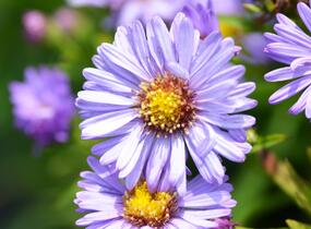 Hvězdnice keříčkovitá 'Ilse Brenssell' - Aster dumosus 'Ilse Brenssell'