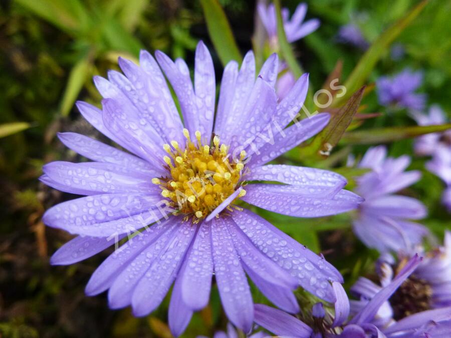 Hvězdnice keříčkovitá 'Herbstpurzel' - Aster dumosus 'Herbstpurzel'