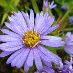 Hvězdnice keříčkovitá 'Herbstpurzel' - Aster dumosus 'Herbstpurzel'