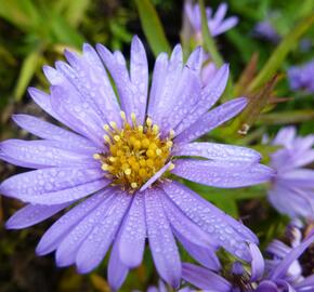 Hvězdnice keříčkovitá 'Herbstpurzel' - Aster dumosus 'Herbstpurzel'