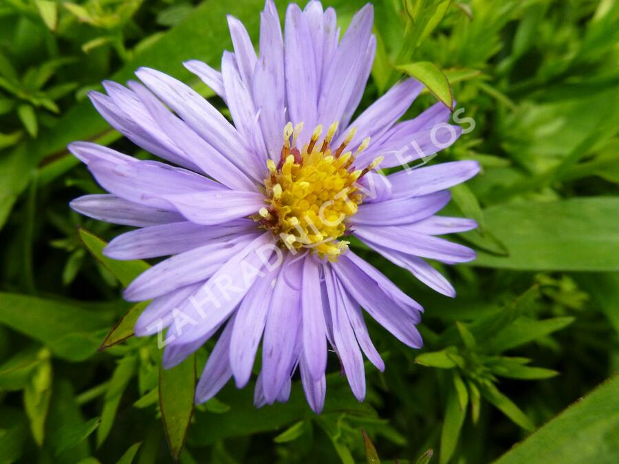Hvězdnice keříčkovitá 'Herbstpurzel' - Aster dumosus 'Herbstpurzel'