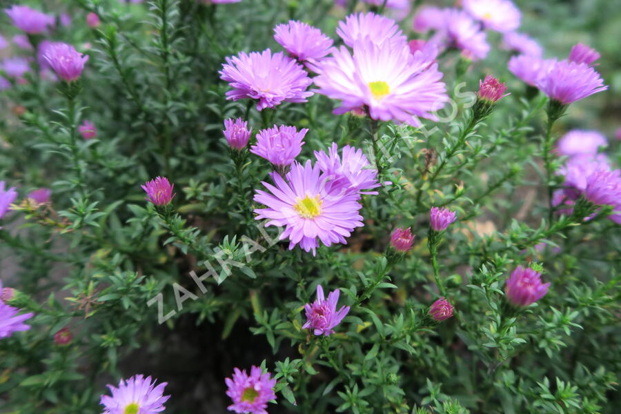 Hvězdnice keříčkovitá 'Herbstgruss von Bresserhof' - Aster dumosus 'Herbstgruss von Bresserhof'