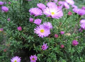 Hvězdnice keříčkovitá 'Herbstgruss von Bresserhof' - Aster dumosus 'Herbstgruss von Bresserhof'
