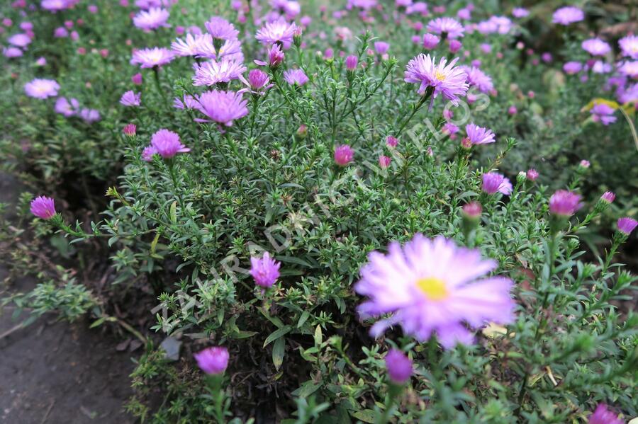 Hvězdnice keříčkovitá 'Herbstgruss von Bresserhof' - Aster dumosus 'Herbstgruss von Bresserhof'
