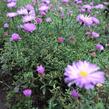 Hvězdnice keříčkovitá 'Herbstgruss von Bresserhof' - Aster dumosus 'Herbstgruss von Bresserhof'