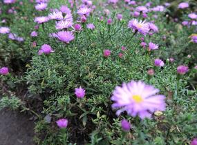 Hvězdnice keříčkovitá 'Herbstgruss von Bresserhof' - Aster dumosus 'Herbstgruss von Bresserhof'