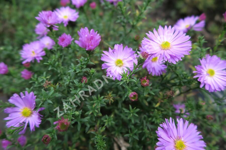 Hvězdnice keříčkovitá 'Herbstgruss von Bresserhof' - Aster dumosus 'Herbstgruss von Bresserhof'