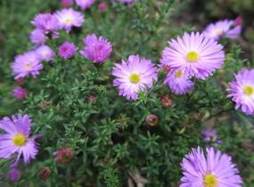 Hvězdnice keříčkovitá 'Herbstgruss von Bresserhof' - Aster dumosus 'Herbstgruss von Bresserhof'