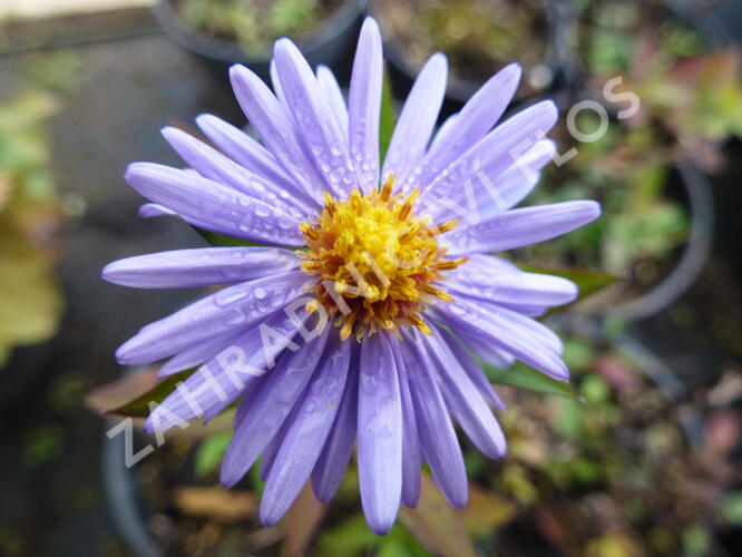 Hvězdnice keříčkovitá 'Herbstgruss von Bresserhof' - Aster dumosus 'Herbstgruss von Bresserhof'