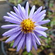 Hvězdnice keříčkovitá 'Herbstgruss von Bresserhof' - Aster dumosus 'Herbstgruss von Bresserhof'