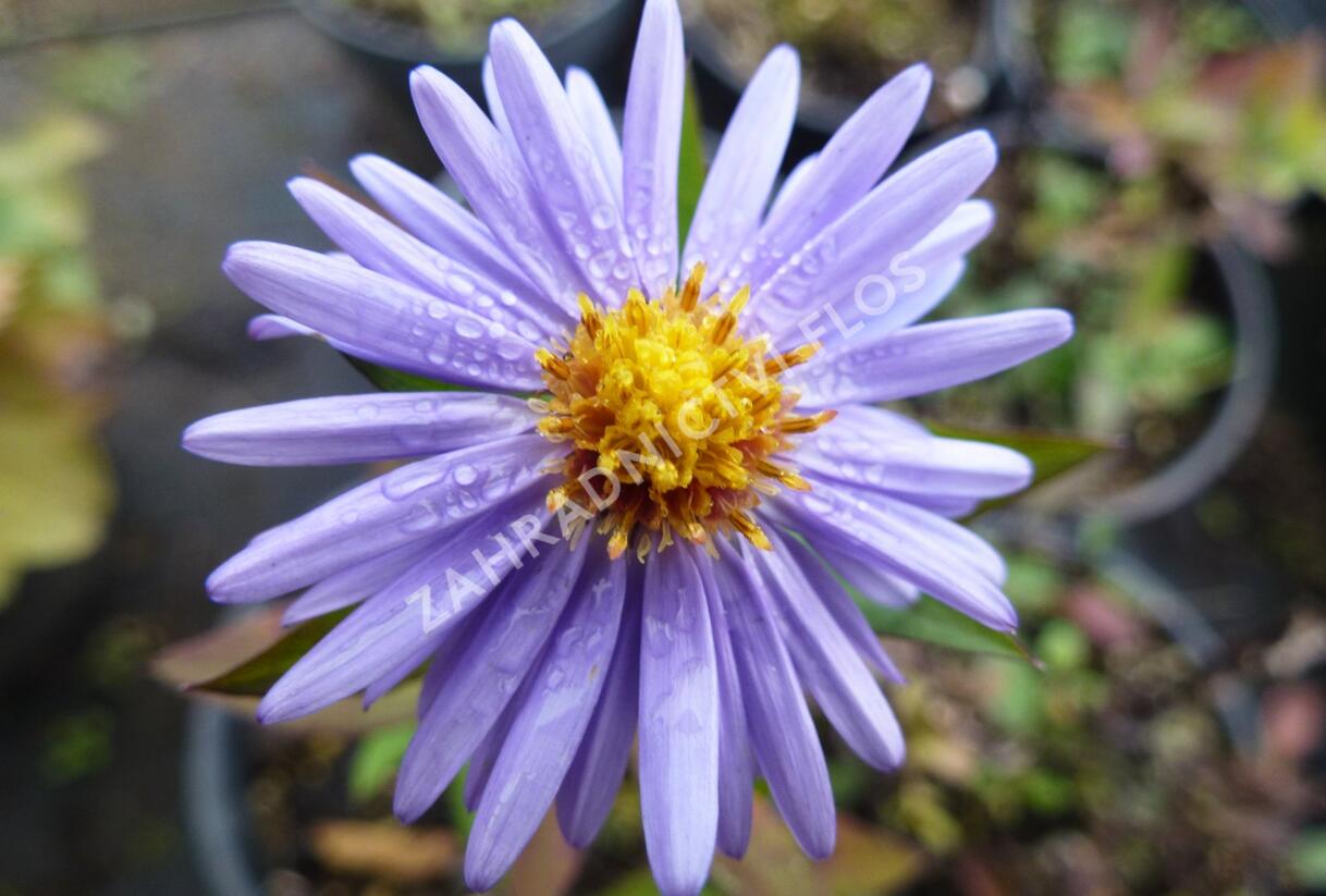 Hvězdnice keříčkovitá 'Herbstgruss von Bresserhof' - Aster dumosus 'Herbstgruss von Bresserhof'