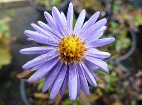 Hvězdnice keříčkovitá 'Herbstgruss von Bresserhof' - Aster dumosus 'Herbstgruss von Bresserhof'