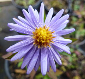 Hvězdnice keříčkovitá 'Herbstgruss von Bresserhof' - Aster dumosus 'Herbstgruss von Bresserhof'