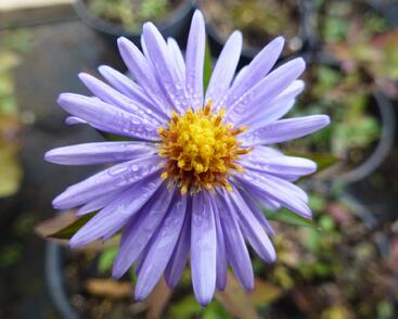 Hvězdnice keříčkovitá 'Herbstgruss von Bresserhof'