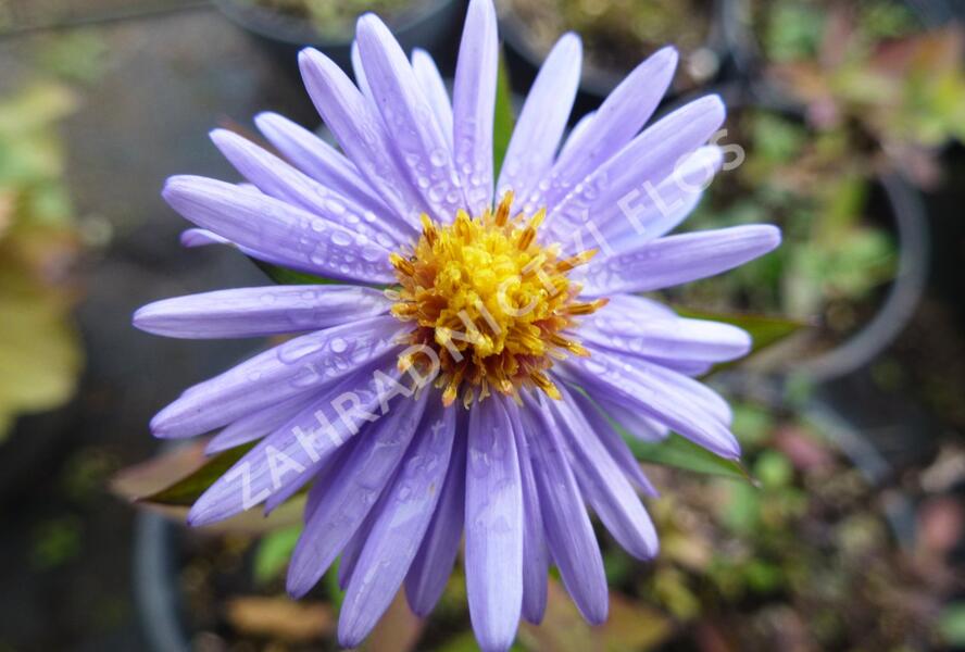 Hvězdnice keříčkovitá 'Herbstgruss von Bresserhof' - Aster dumosus 'Herbstgruss von Bresserhof'