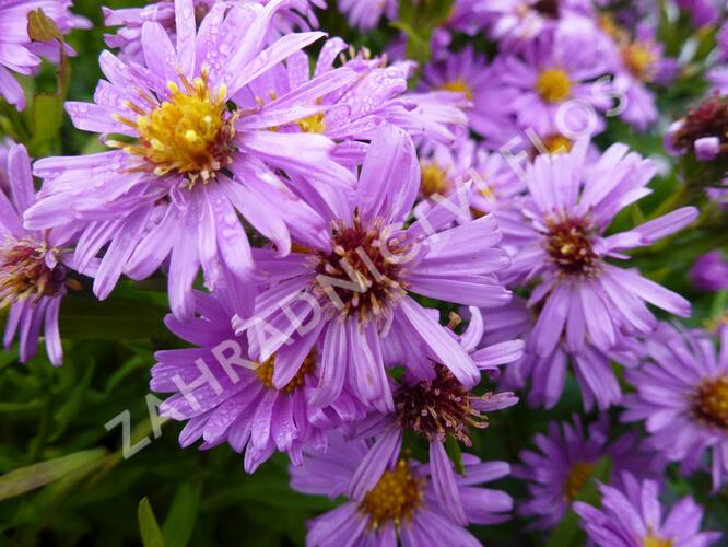 Hvězdnice keříčkovitá 'Diana' - Aster dumosus 'Diana'