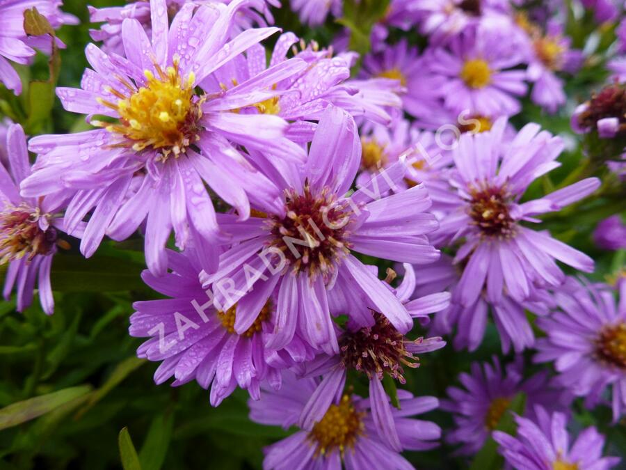 Hvězdnice keříčkovitá 'Diana' - Aster dumosus 'Diana'