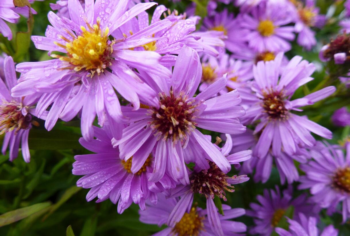 Hvězdnice keříčkovitá 'Diana' - Aster dumosus 'Diana'