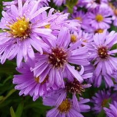 Hvězdnice keříčkovitá 'Diana' - Aster dumosus 'Diana'