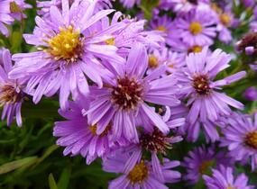 Hvězdnice keříčkovitá 'Diana' - Aster dumosus 'Diana'