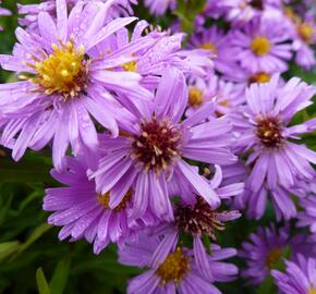 Hvězdnice keříčkovitá 'Diana' - Aster dumosus 'Diana'