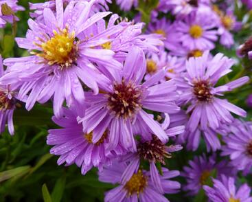 Hvězdnice keříčkovitá 'Diana'