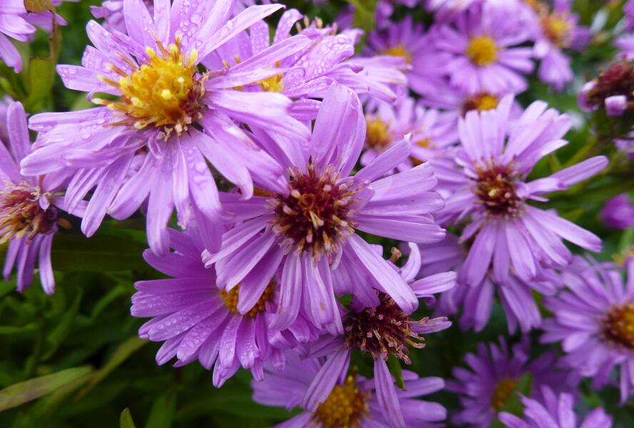 Hvězdnice keříčkovitá 'Diana' - Aster dumosus 'Diana'