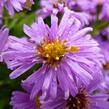 Hvězdnice keříčkovitá 'Diana' - Aster dumosus 'Diana'