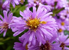 Hvězdnice keříčkovitá 'Diana' - Aster dumosus 'Diana'