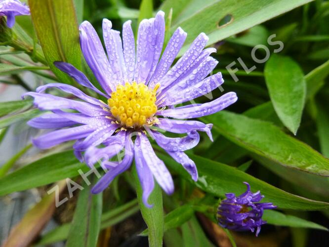 Hvězdnice keříčkovitá 'Blauer Gletscher' - Aster dumosus 'Blauer Gletscher'