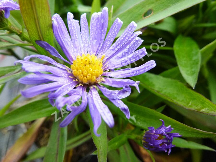 Hvězdnice keříčkovitá 'Blauer Gletscher' - Aster dumosus 'Blauer Gletscher'