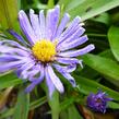 Hvězdnice keříčkovitá 'Blauer Gletscher' - Aster dumosus 'Blauer Gletscher'