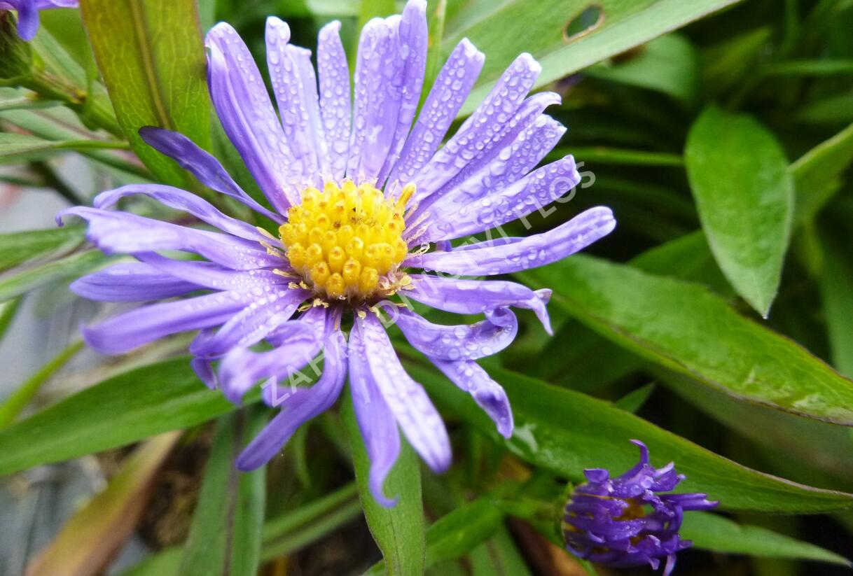 Hvězdnice keříčkovitá 'Blauer Gletscher' - Aster dumosus 'Blauer Gletscher'
